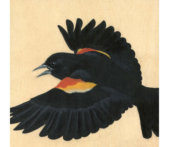 "Red-winged Blackbird" by Kristen Etmund